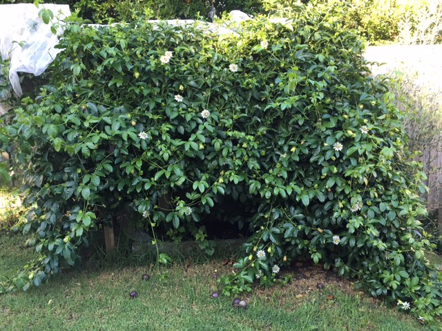The passionfruit vine