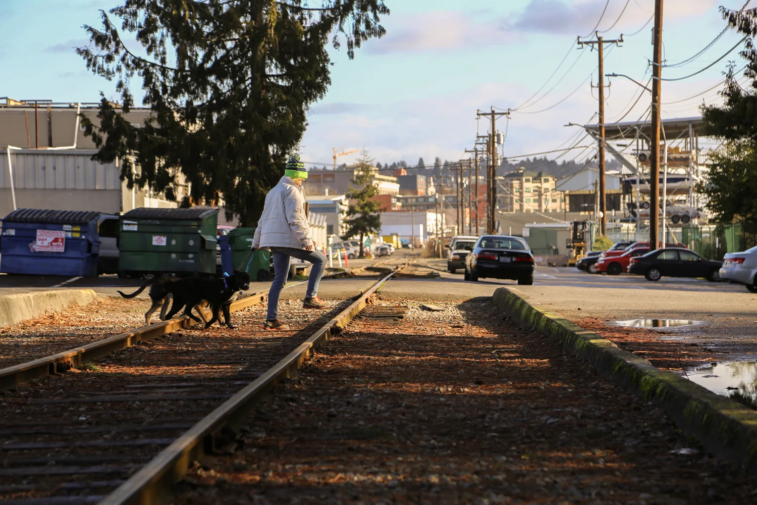 dog-crossing.jpg