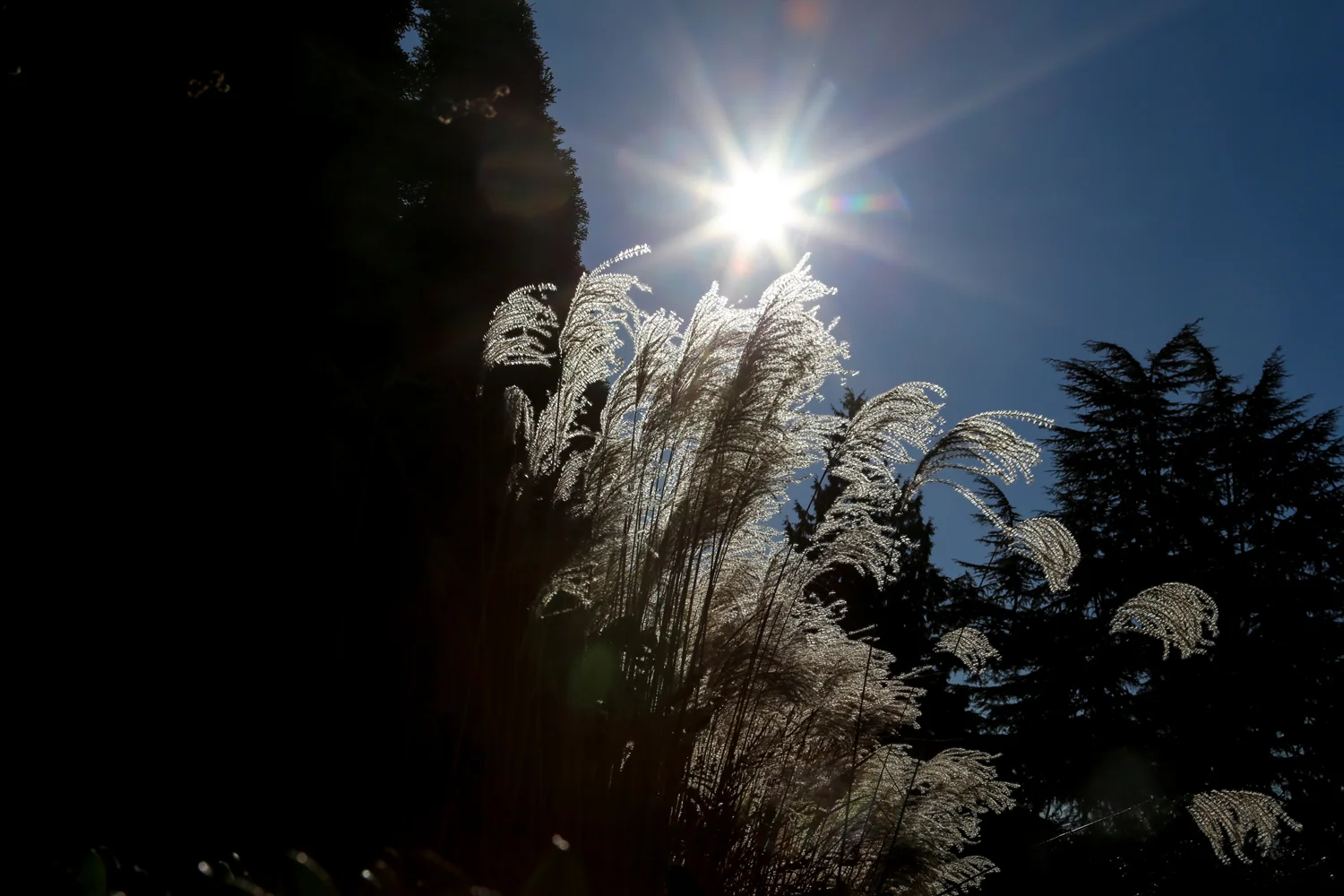 front-yard.jpg