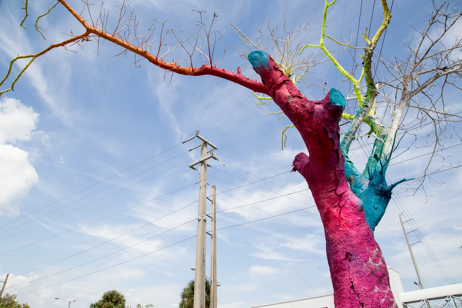 rainbow-tree.jpg