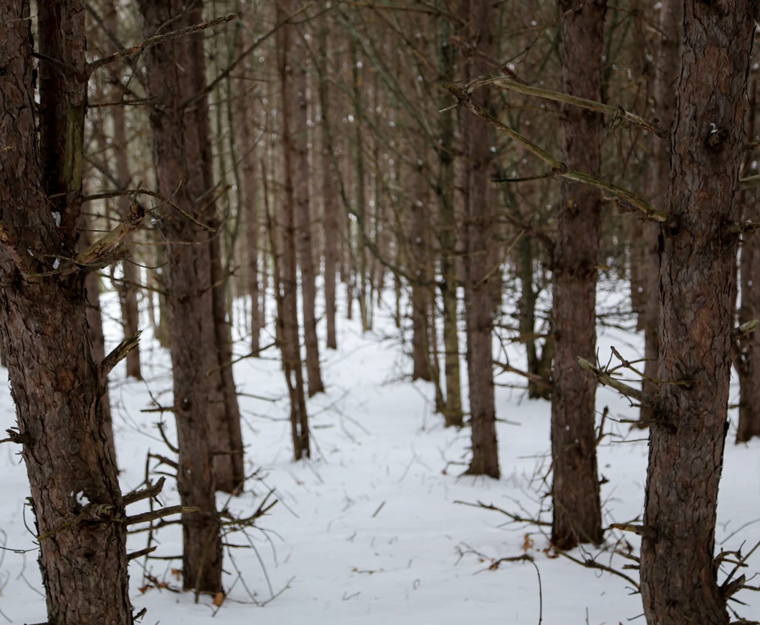 trees-in-snow.jpg