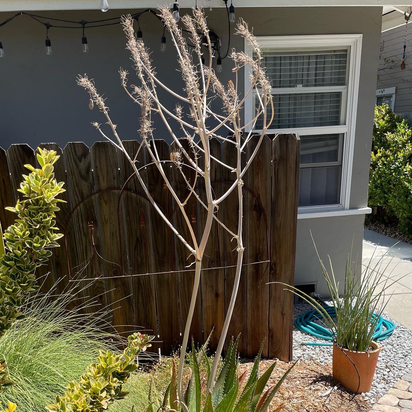 Dried Bloom on Aloe Vera plant