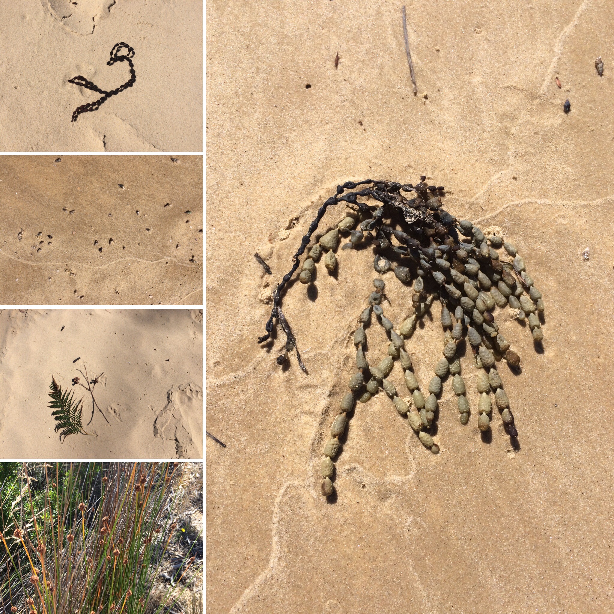 Some inspiration I found at the beach last week :)