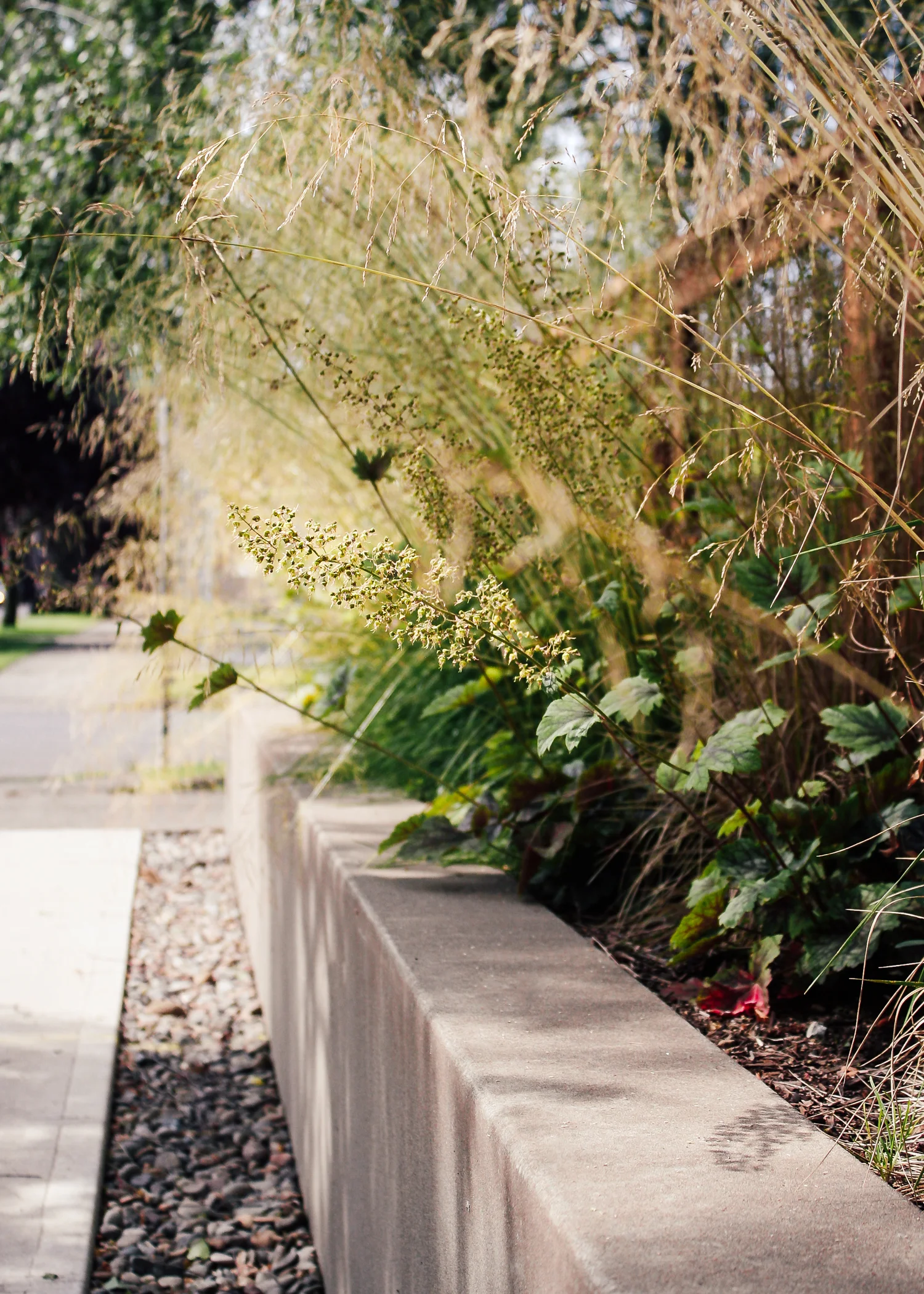 Rose City Park - Pistils Landscape Design-6.jpg