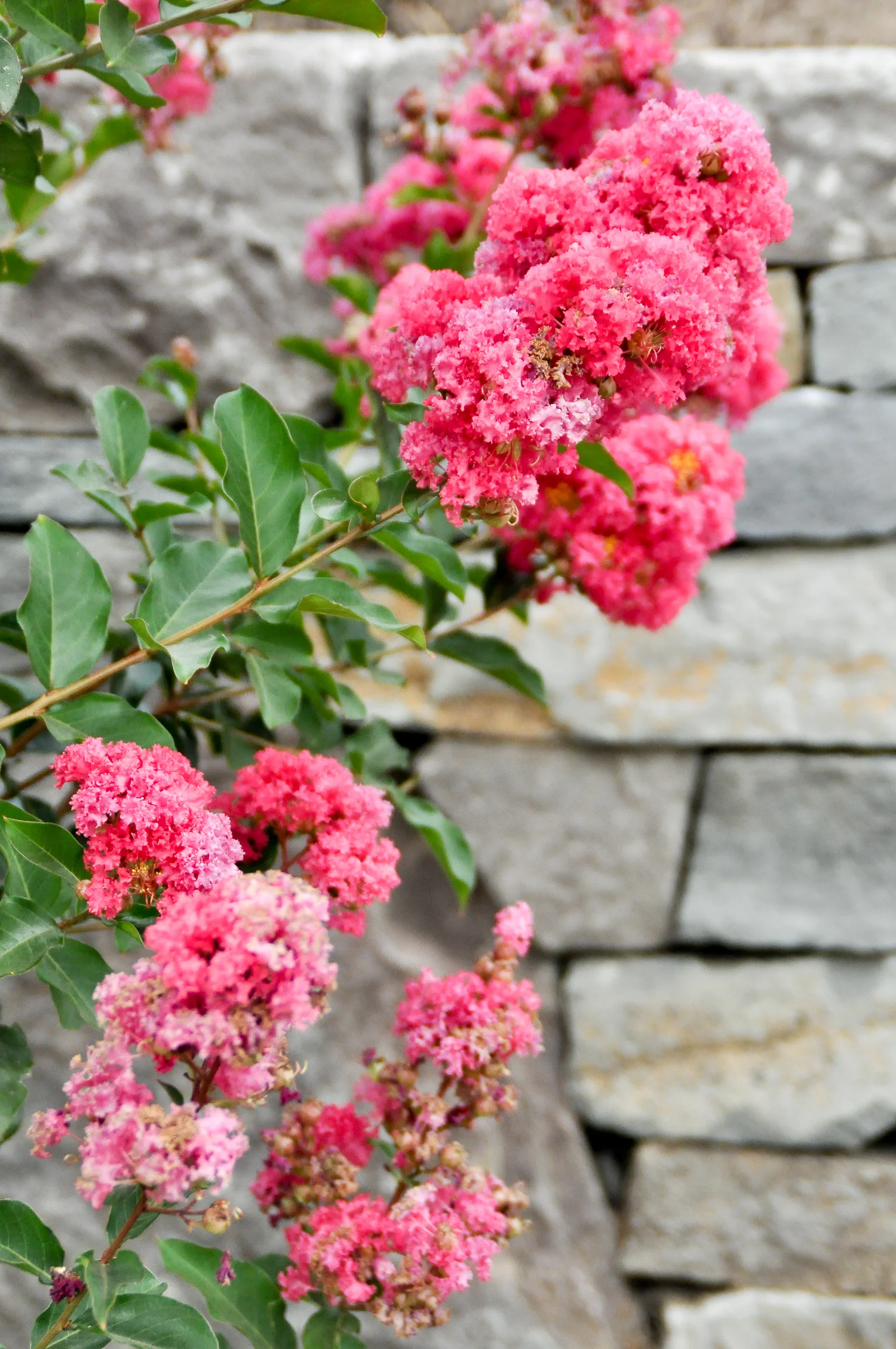 Multnomah Village - Pistils Landscape Design-10.jpg