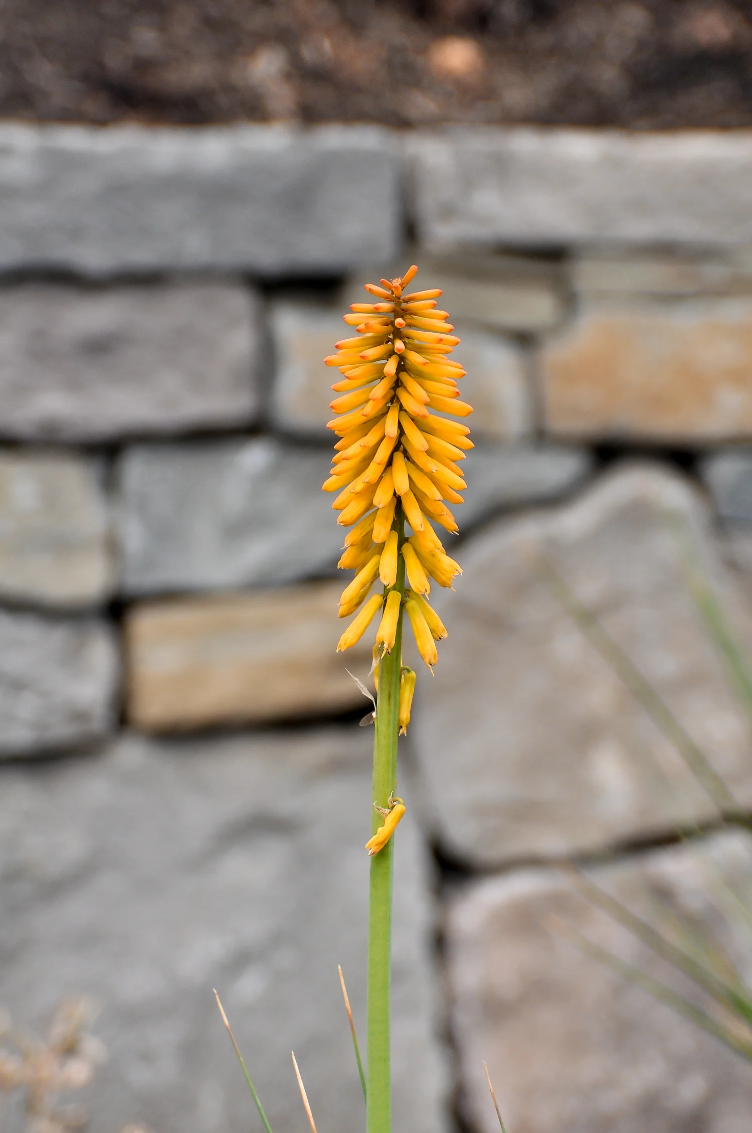 Boise Eliot Modern Pistils Landscape Design.jpg