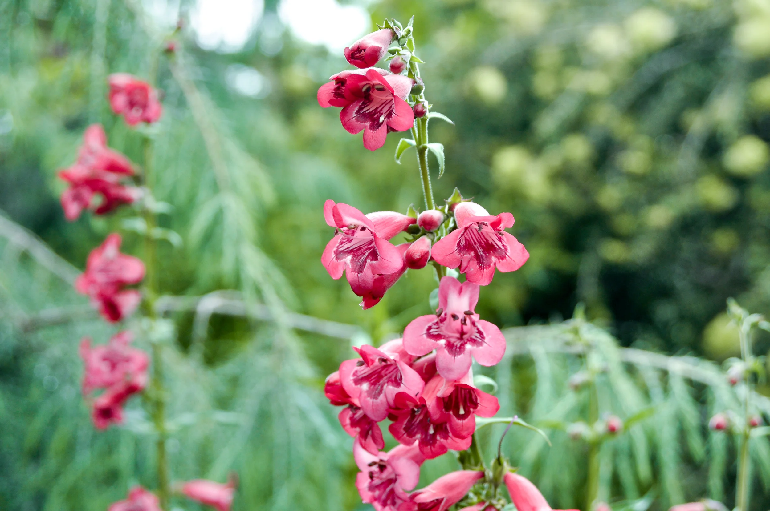 Penstemon - Pistils Landscape Design.jpg
