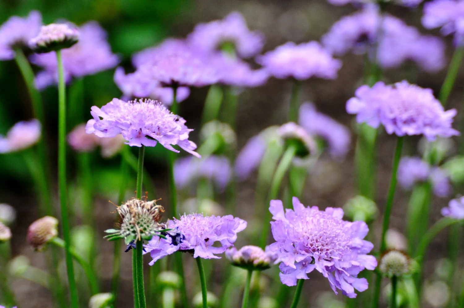 overlook - pistils landscape design-2.jpg
