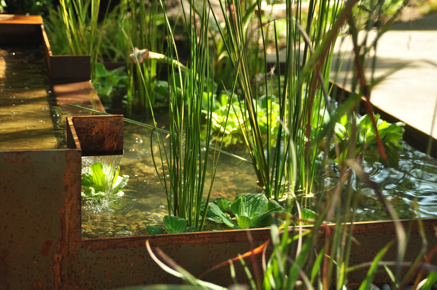 dunthorpe - pistils landscape design-7.jpg