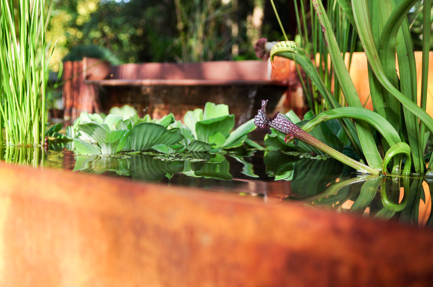 Dunthorpe — Pistils Landscape Design + Build