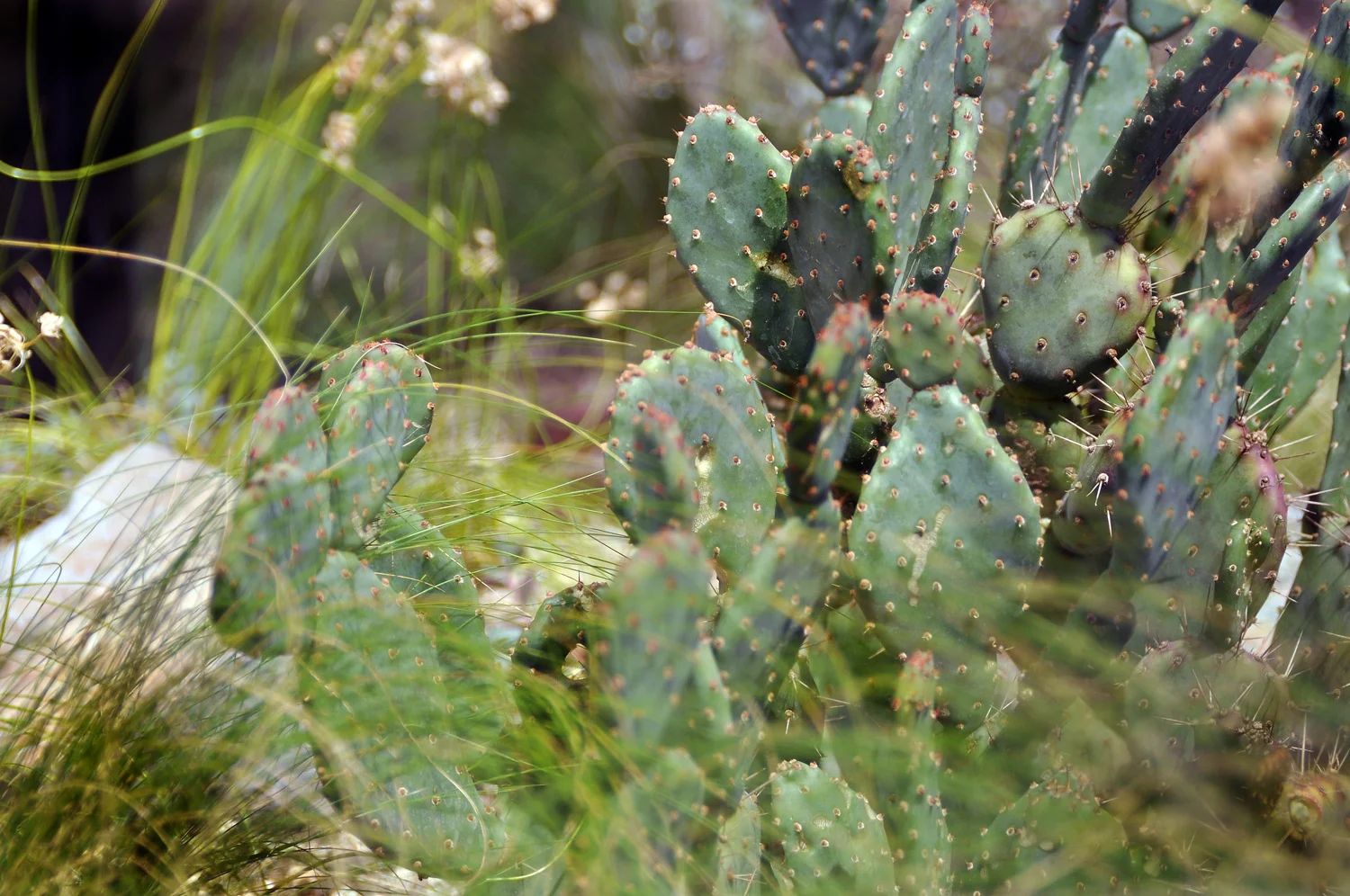 opuntia-rooftop-garden.jpg
