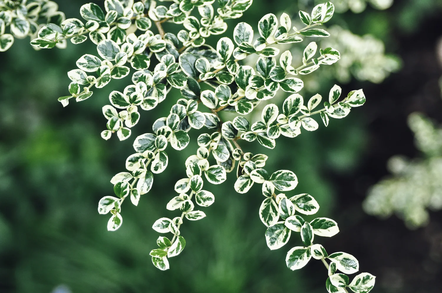 beaumont - pistils landscape design-5.jpg