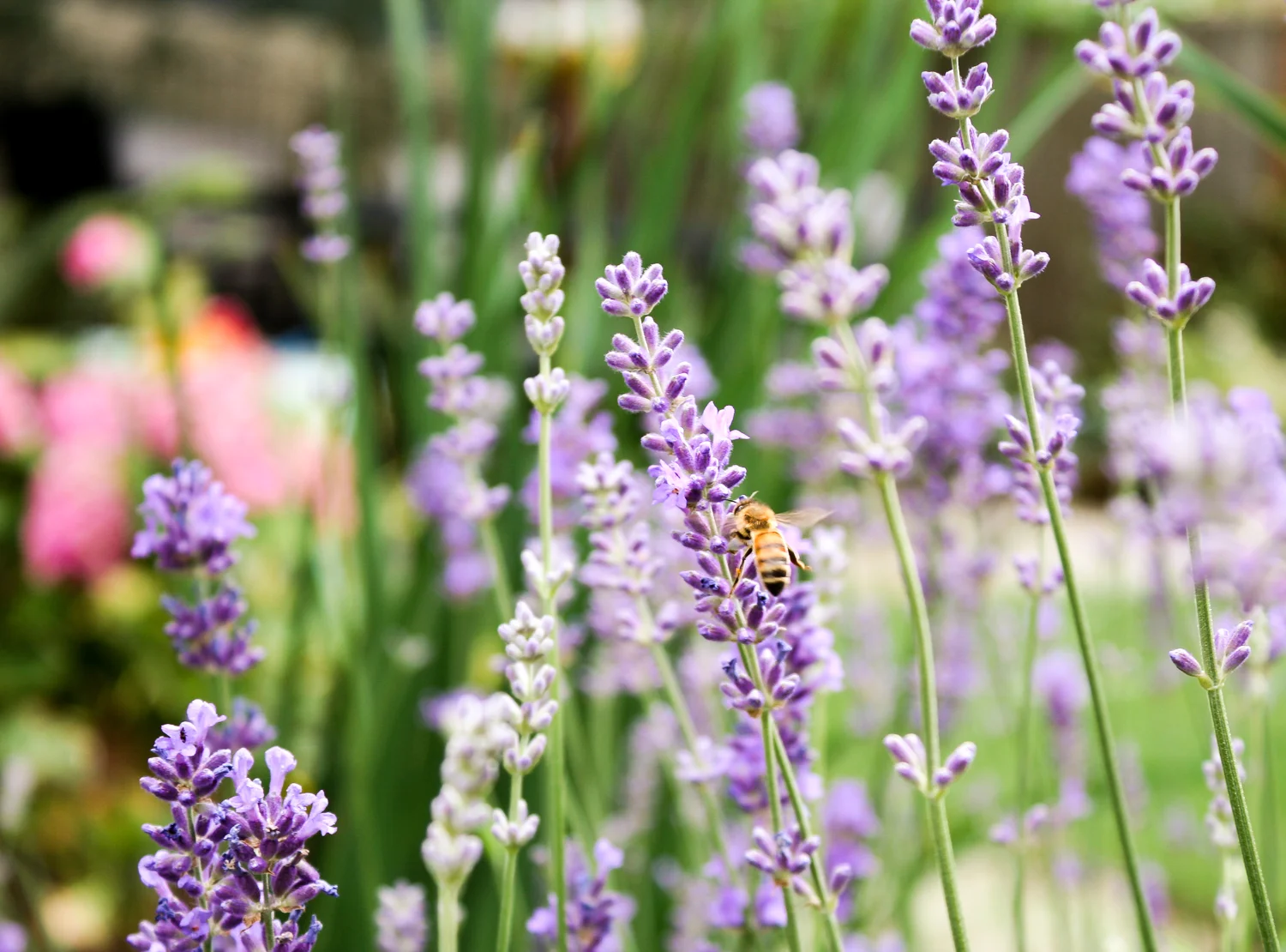 Beaumont - Pistils Landscape Design-22.jpg