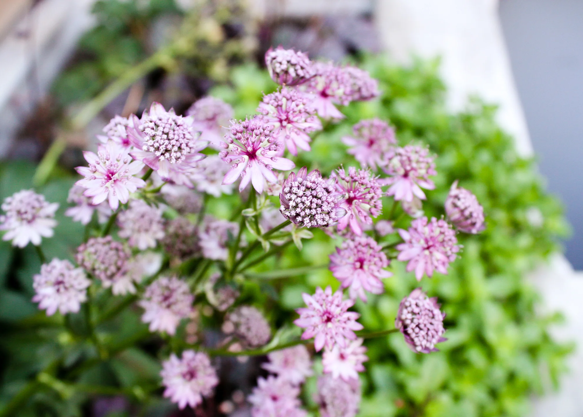 Mediterranean Pistils Landscape Design-10.jpg