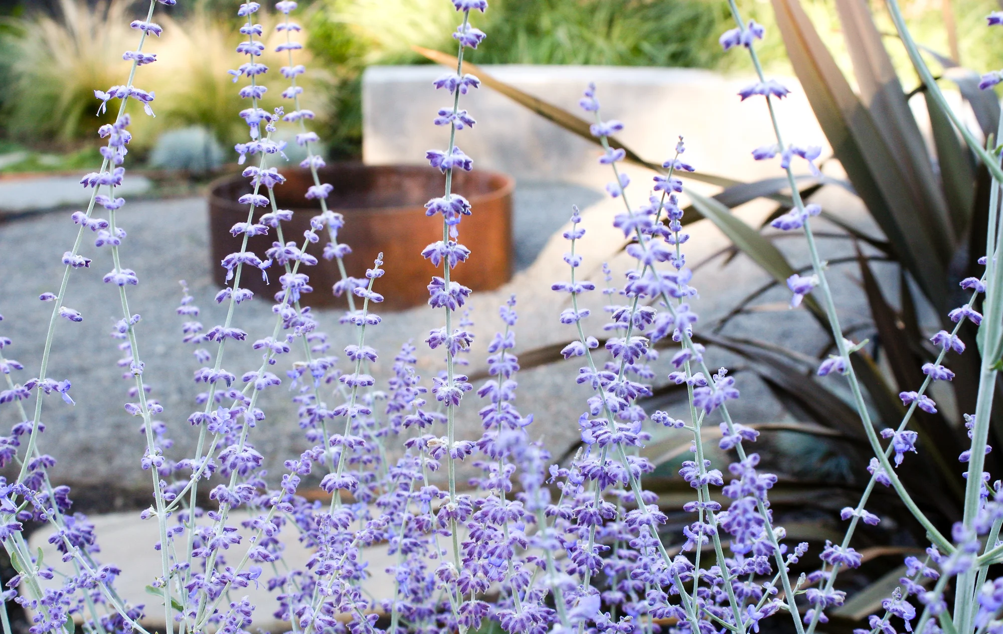 Mediterranean Pistils Landscape Design-12.jpg