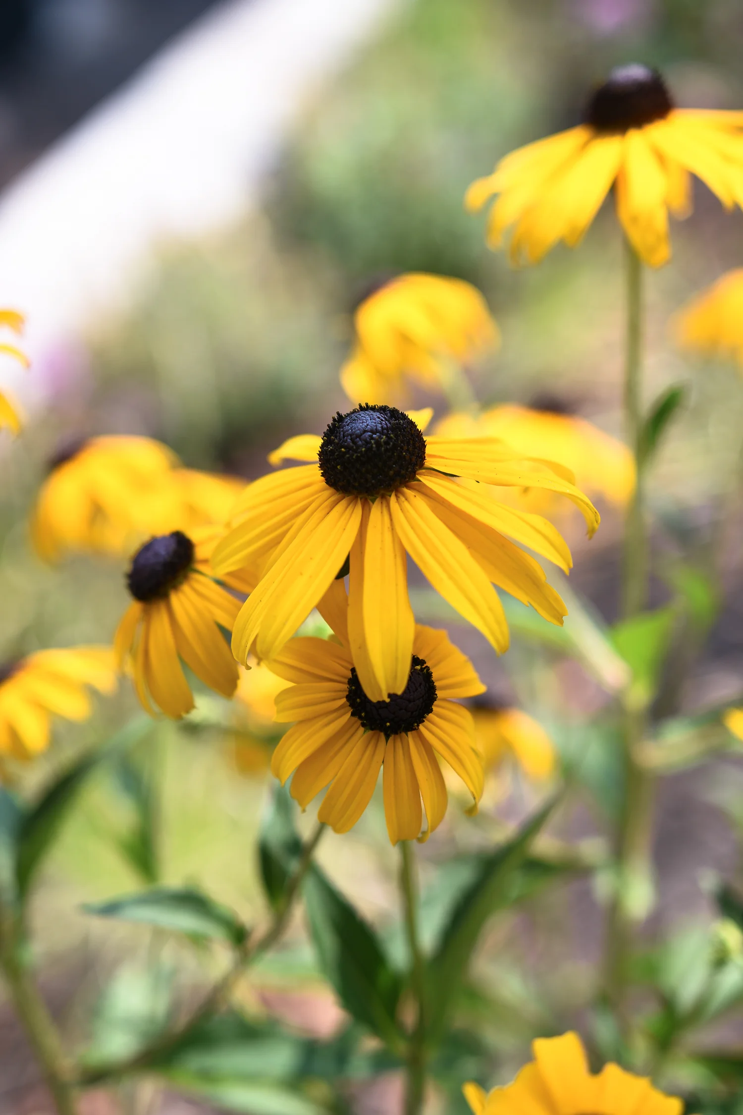 Forest Park - Pistils Landscape Design.jpg