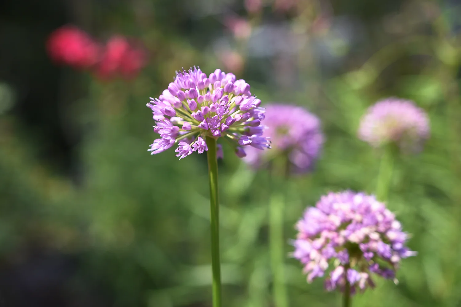 Forest Park - Pistils Landscape Design-36.jpg