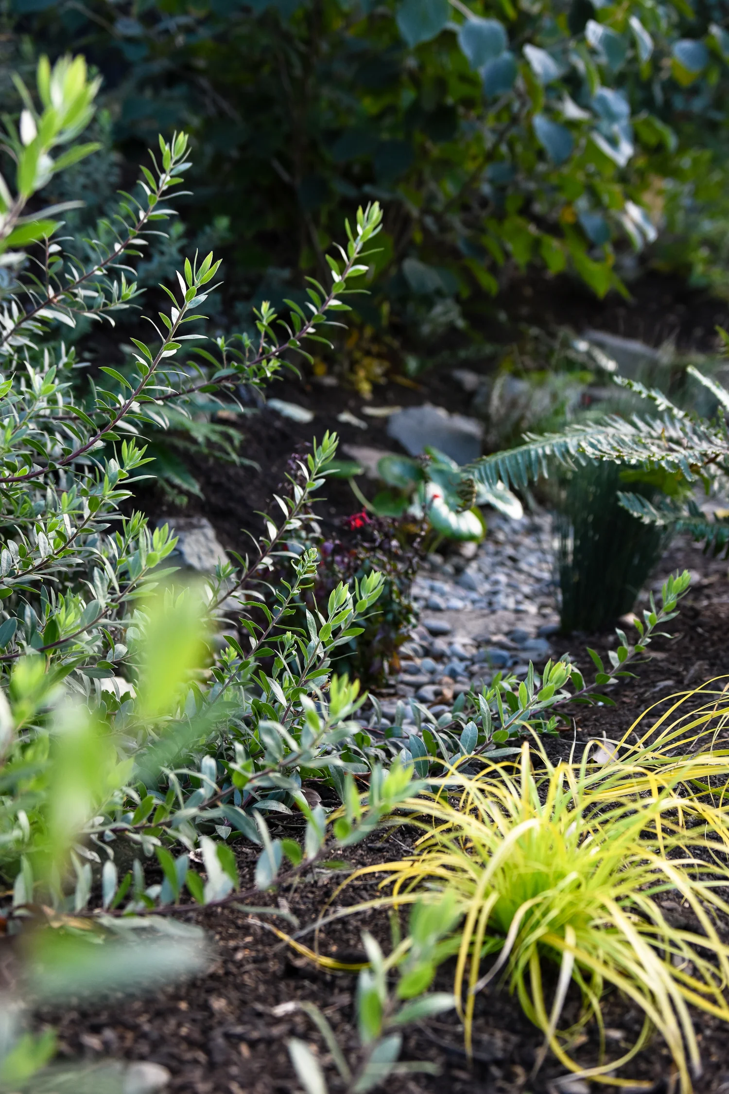 Eliot - Pistils Landscape Design.jpg