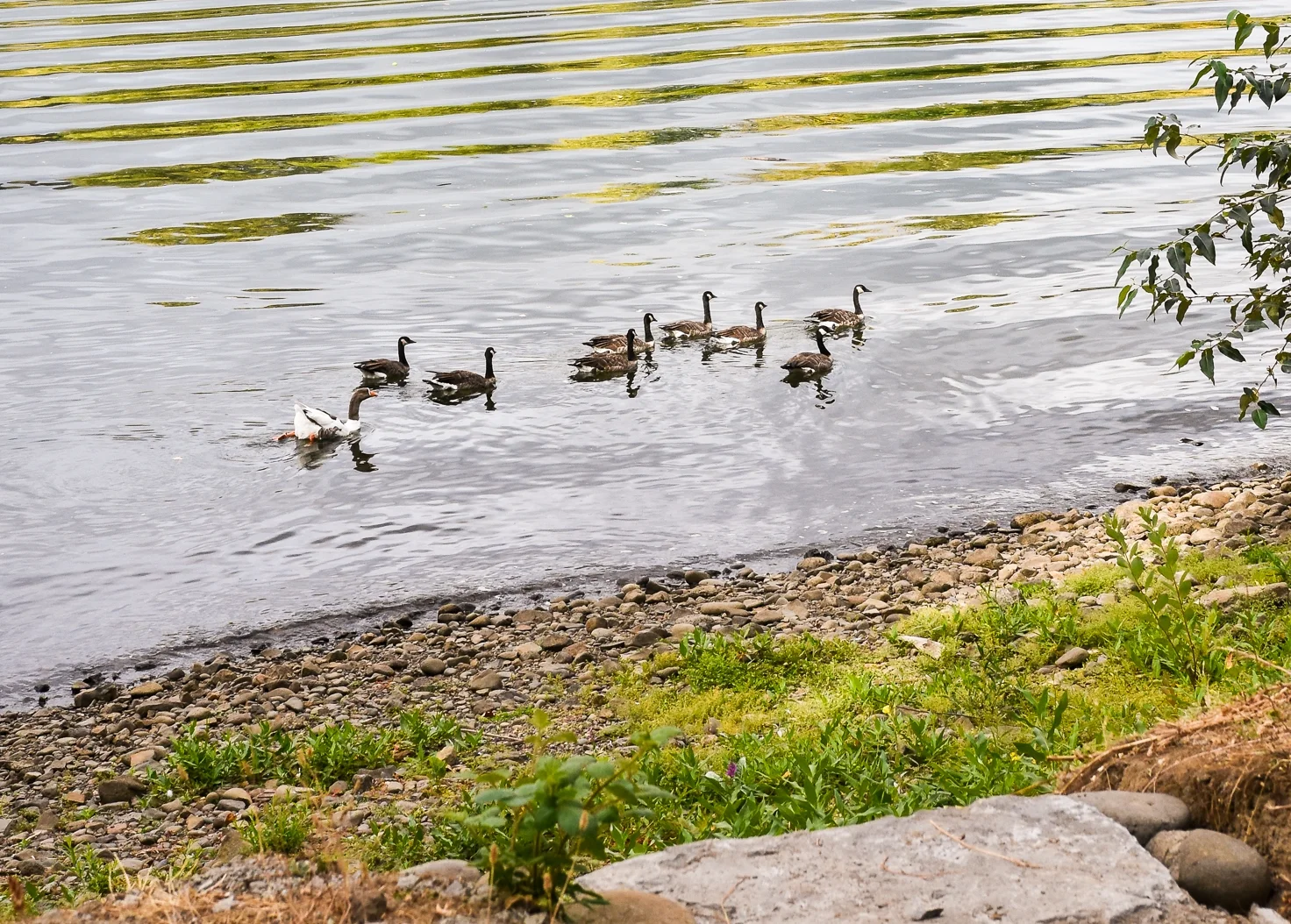 Willamette River - Pistils Landscape Design-2.jpg