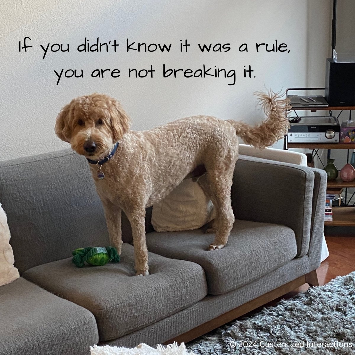 🐾 The Importance of Setting Expectations