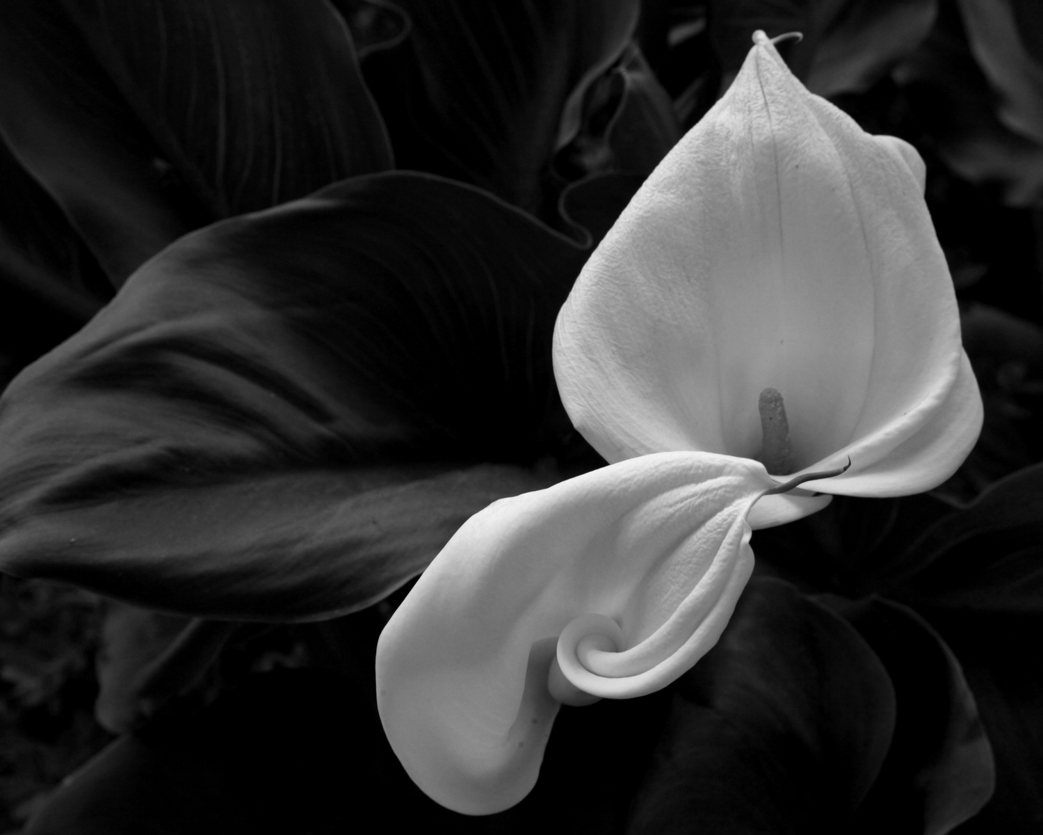 Calla Lily #4