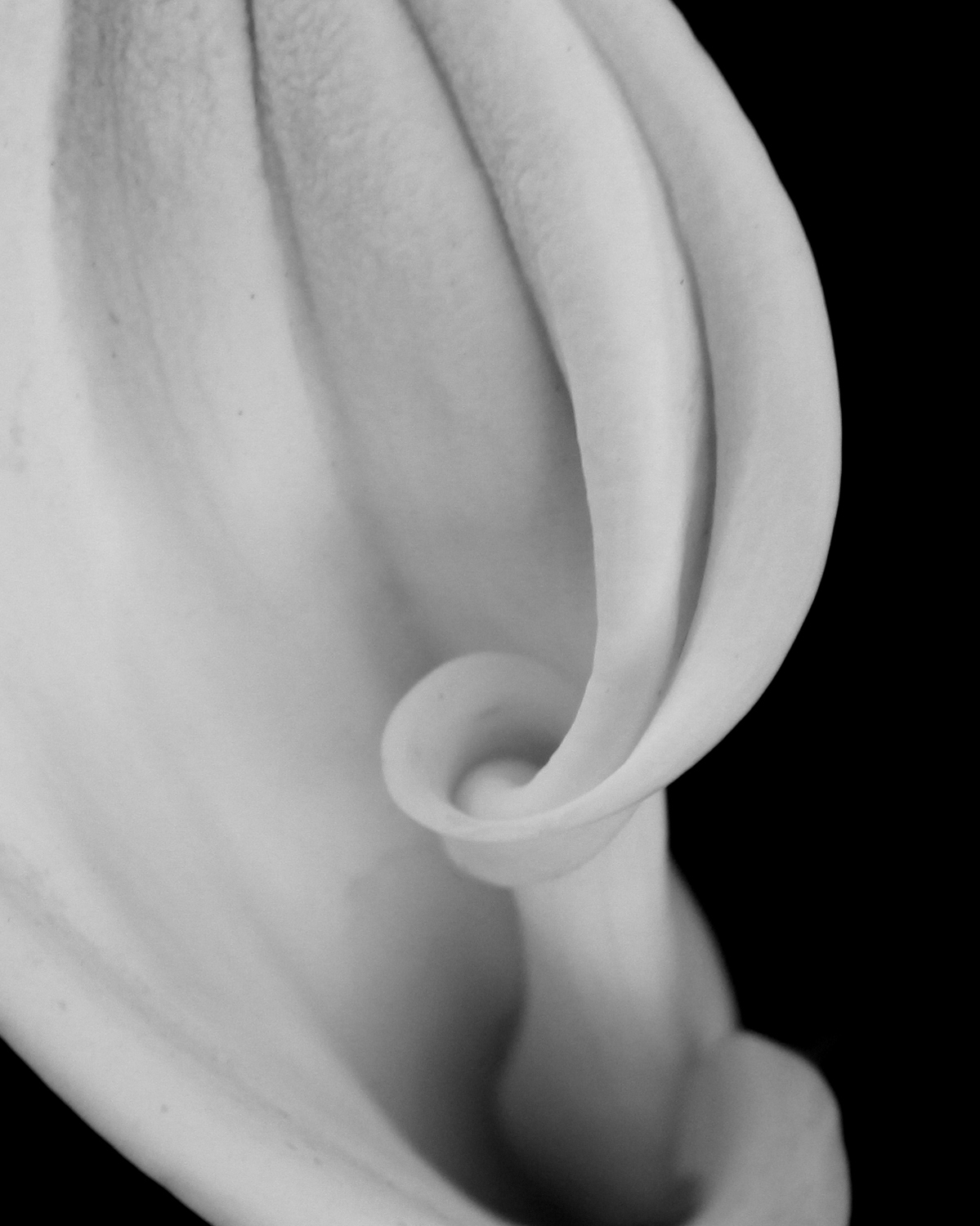 Calla Lily #3