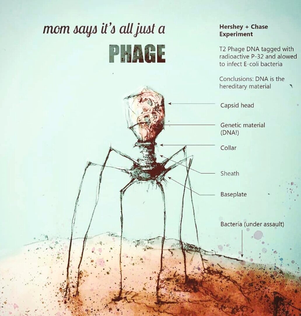 Not a phage, scientific literacy campaign