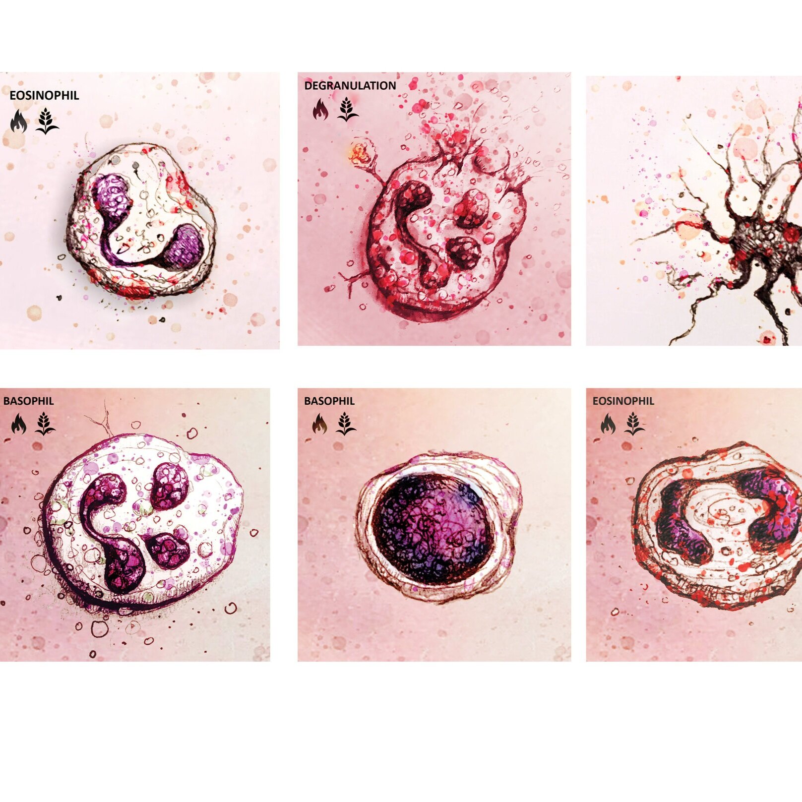 histology illustration library