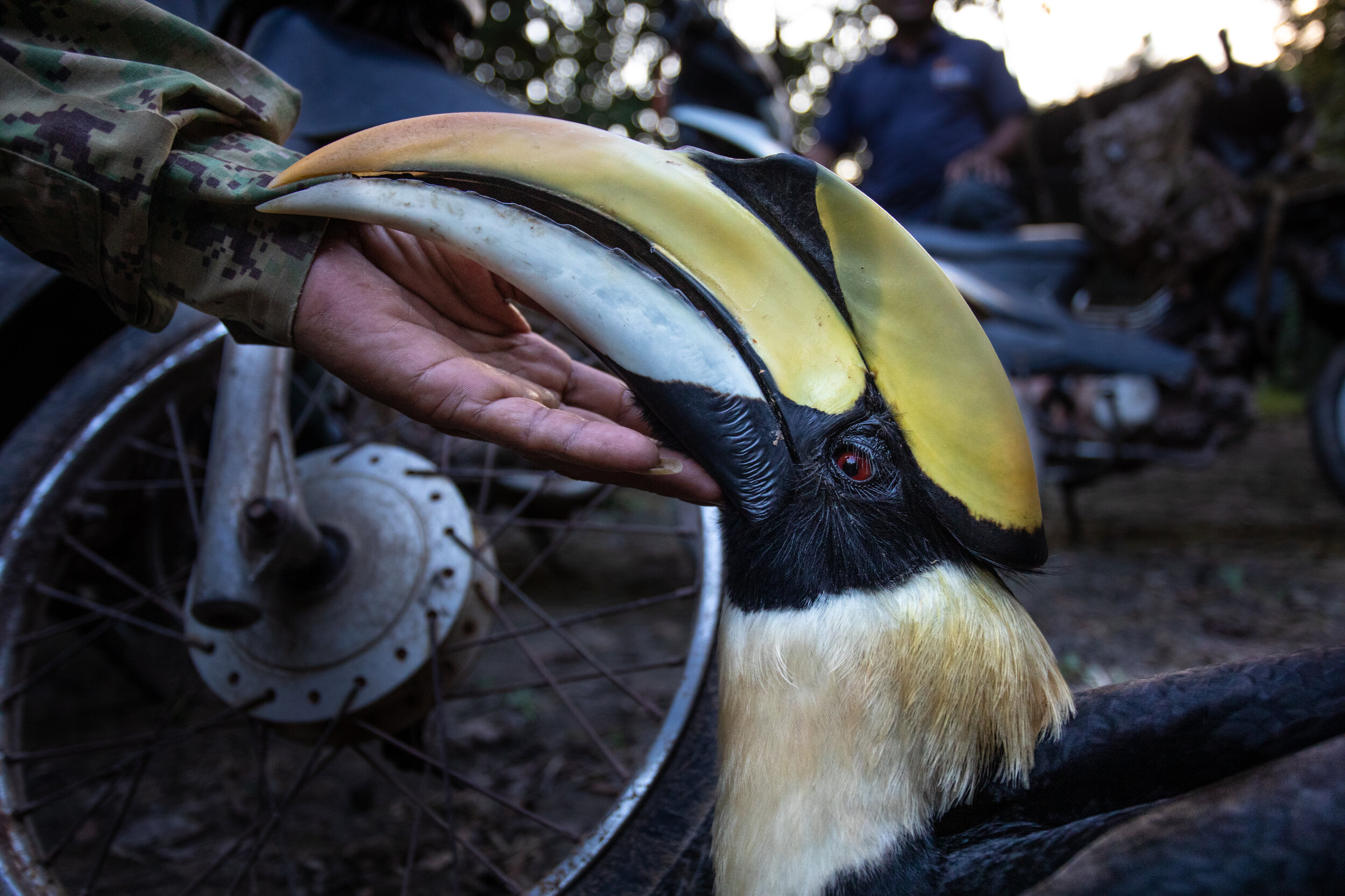  A Wildlife Alliance ranger plays with Joa, a great hornbill that was rescued as a chick in 2016. Joa is now released into the wild but his diet is supplemented by Wildlife Alliance keepers at the Wildlife Release Station located deep in the Cardamom
