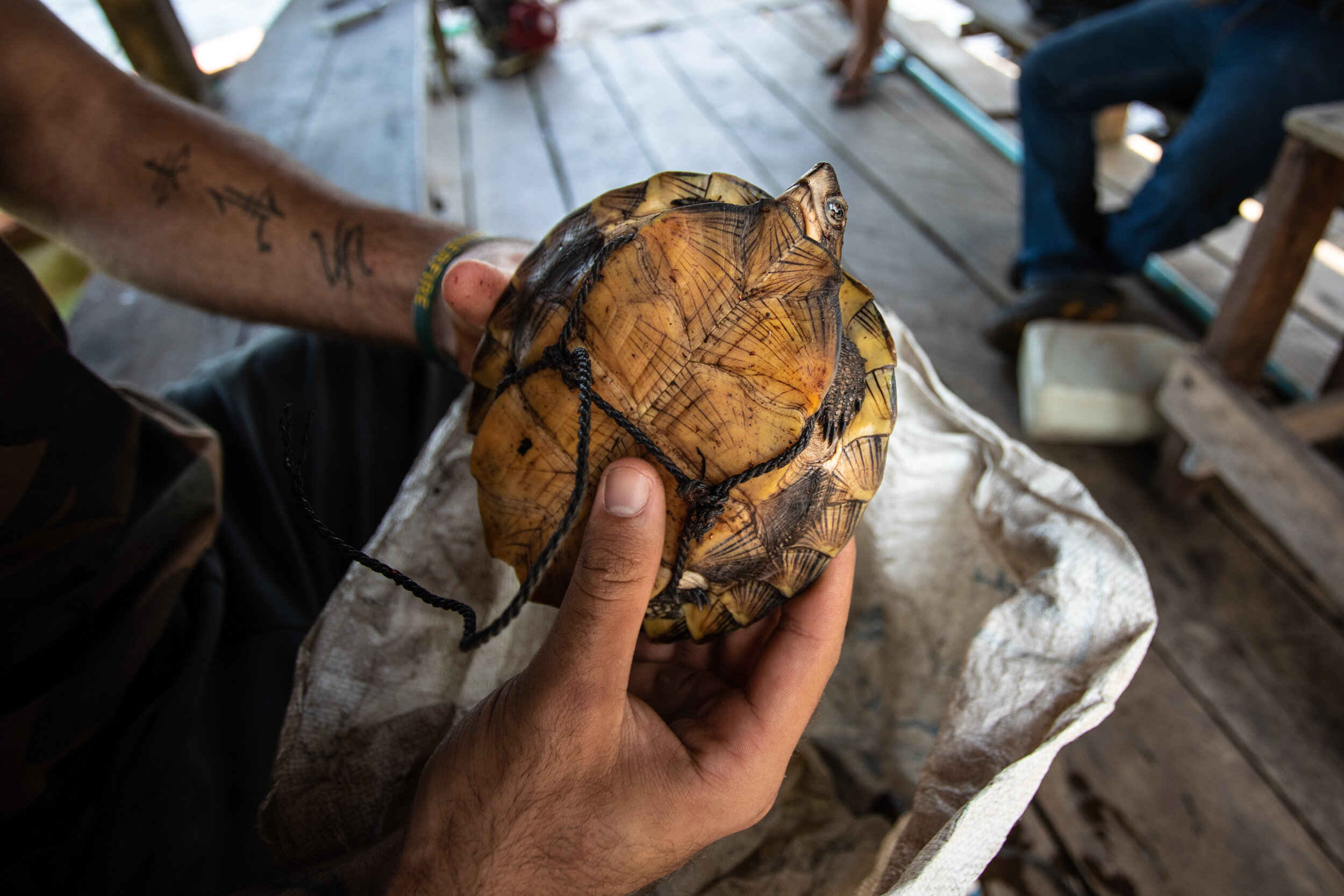  A Wildlife Alliance ranger unties cords on confiscated turtles seized during a standard boat check by a patrol along the Preak Piphot River. The cord is used by the fishermen to carry the turtles around more easily. Typically fishermen stick to fish