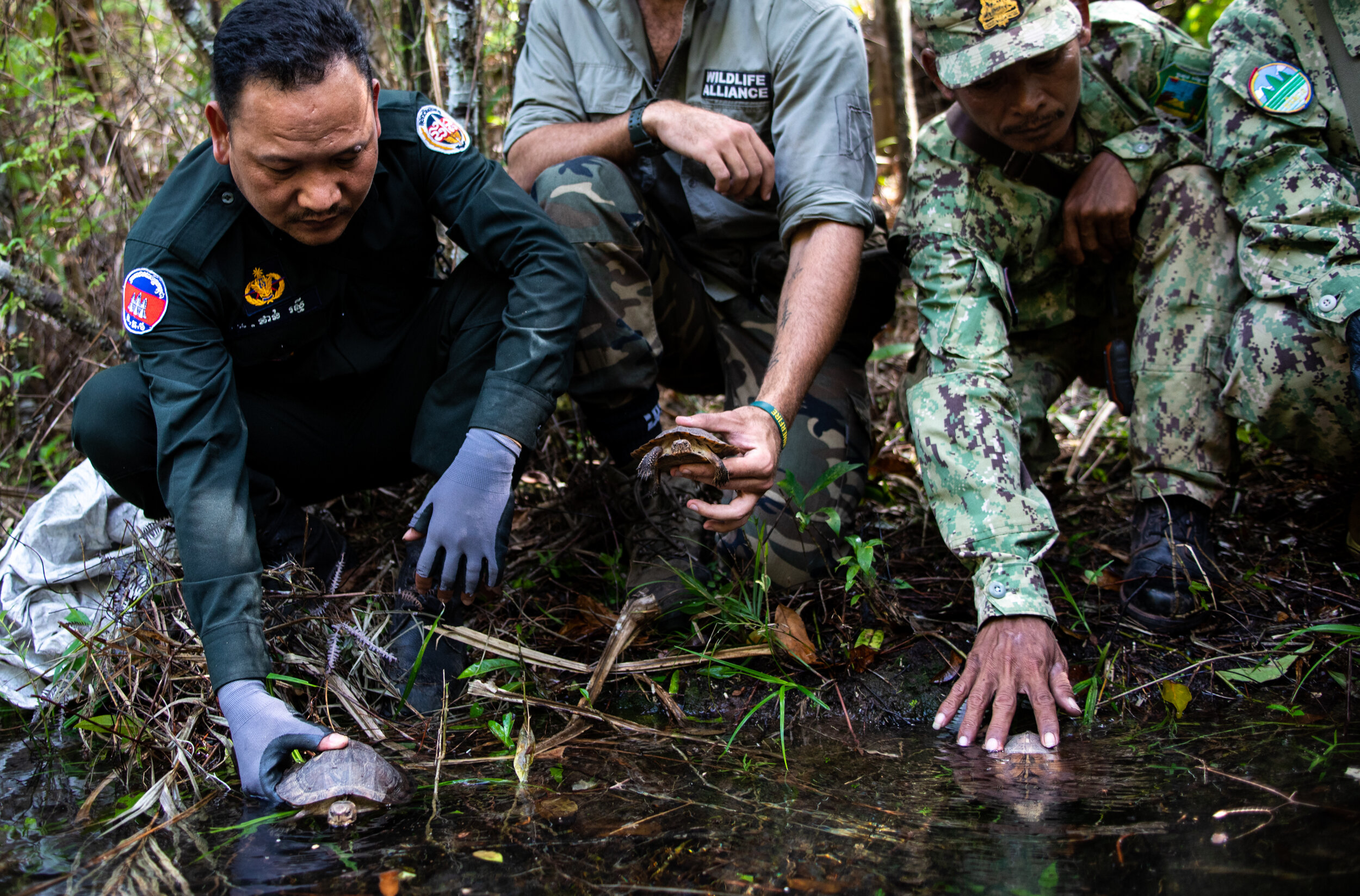  Recently confiscated turtles are released back into the wild in a more protected habitat. Wildlife Alliance releases around 4000 animals a year.  
