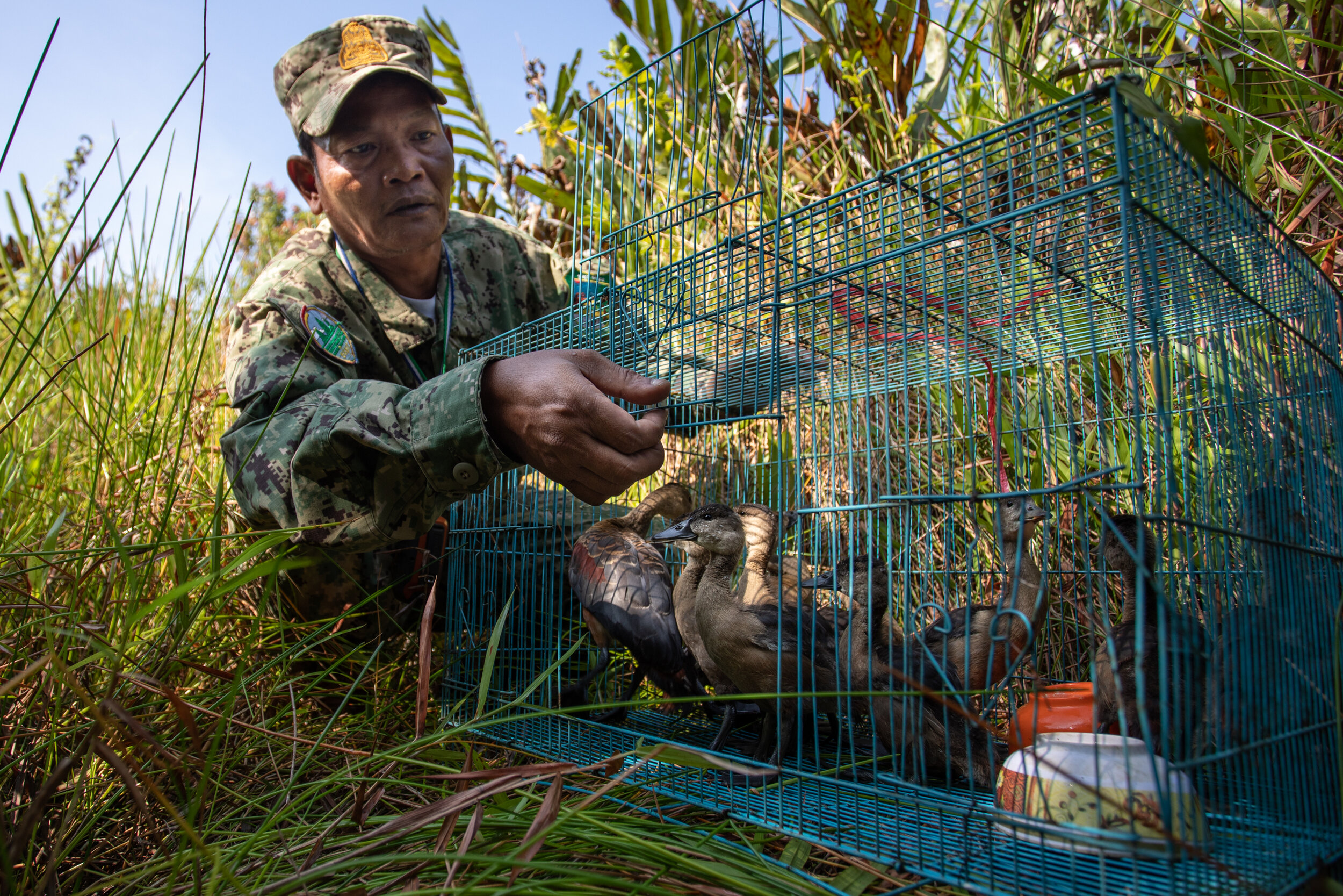  So Sokun releases wild ducks into a protected marsh close to the station.   The ducks were confiscated from fishermen during a river patrol in the Cardamom Forest. This  landscape is a crucial part of the Indo Burma Hotspot, one of the most biologic