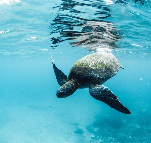 Sea turtle is the Galapagos shallows.