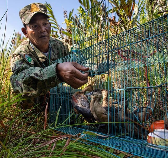 So Sokun releases wild ducks into a protected marsh close to the station. .
The ducks were confiscated from fishermen during a river patrol in the Cardamom Forest. This landscape is a crucial part of the Indo Burma Hotspot, one of the most biological