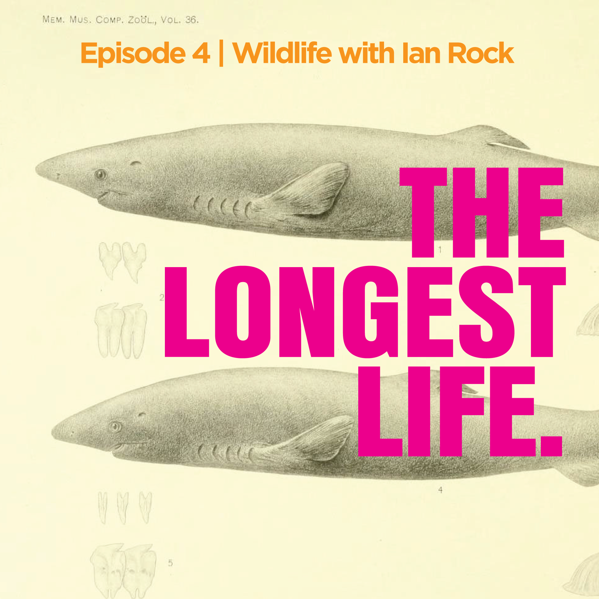The Longest Life — Ian Rock | Conservation and Travel Photographer | Costa  Rica