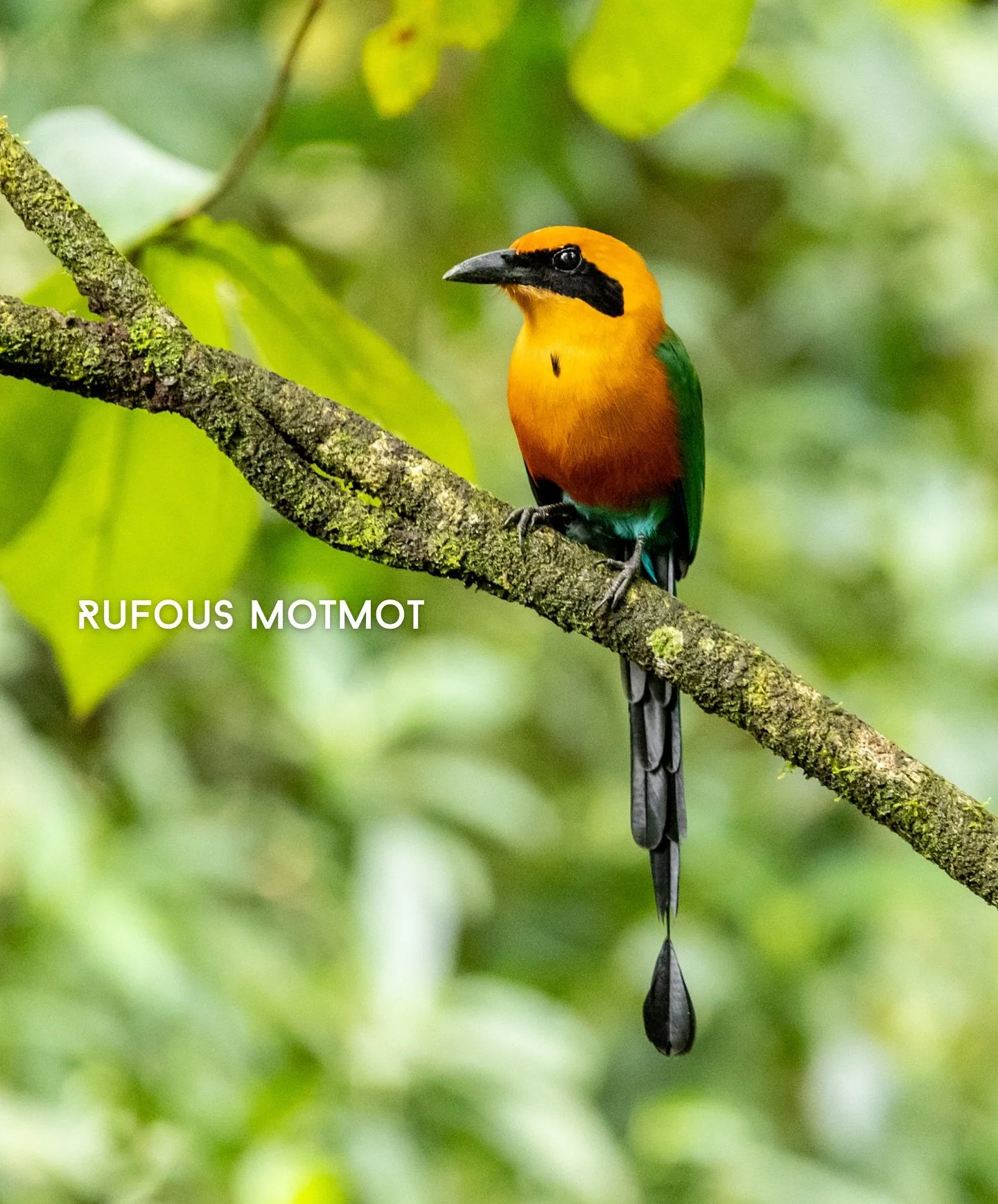 Bird dump from last weekend