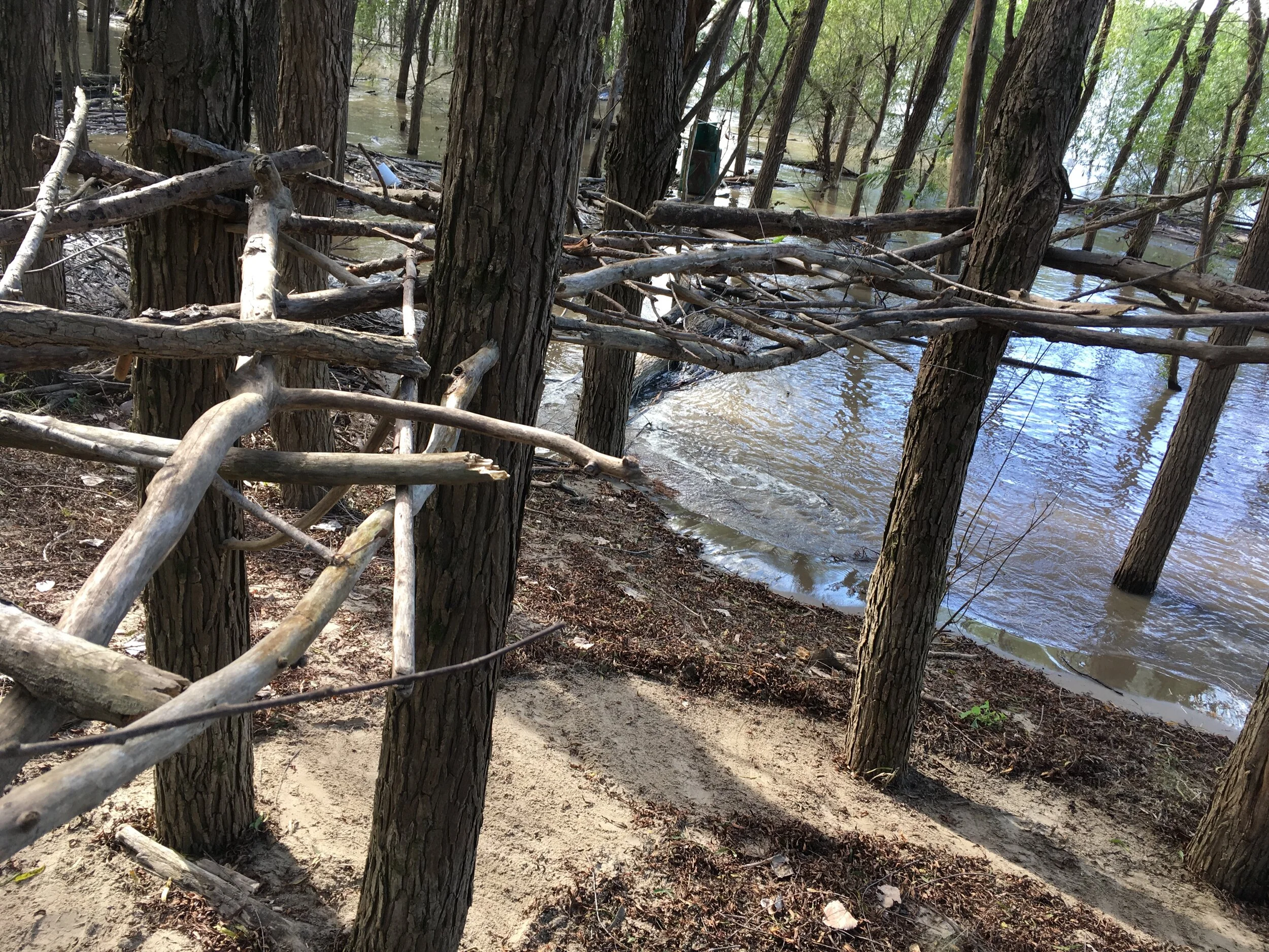 Mississippi Halocline