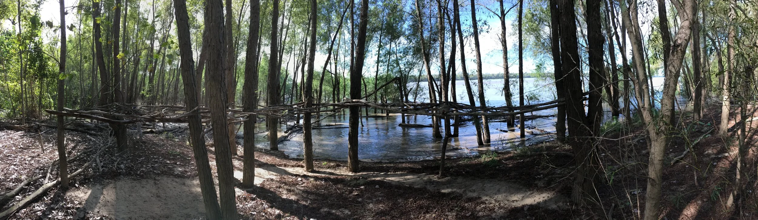 Mississippi Halocline