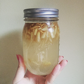 Ginger Bug - Day Nine
