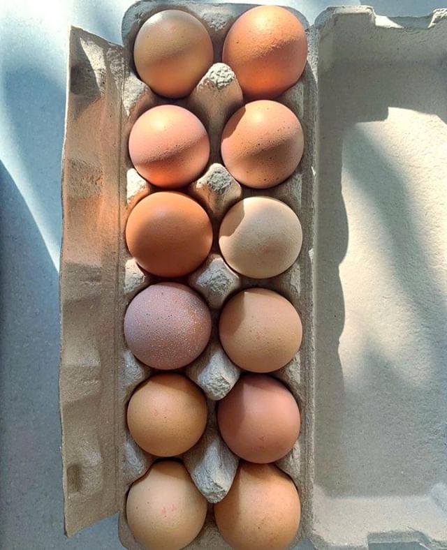 Proper eggs!🥚True, local eggs where nobody has tried to match the colours to make the whole dozen look the same... why do they do that? They're so much more beautiful this way!🧡⠀
⠀
⠀
⠀
⠀
⠀
⠀
⠀
⠀
⠀
⠀
⠀
⠀
⠀
#nourishmewhole #holistichealthcoaching #ho