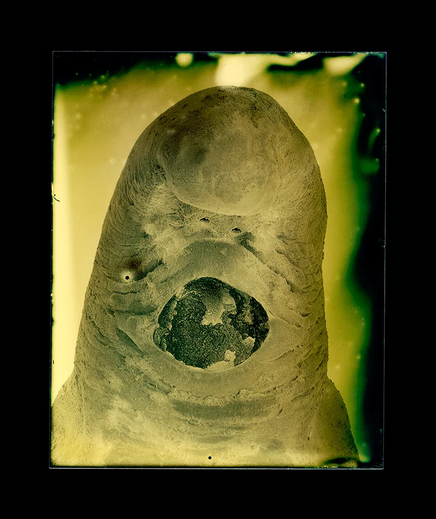 Diphyllobothrium latum (larva)