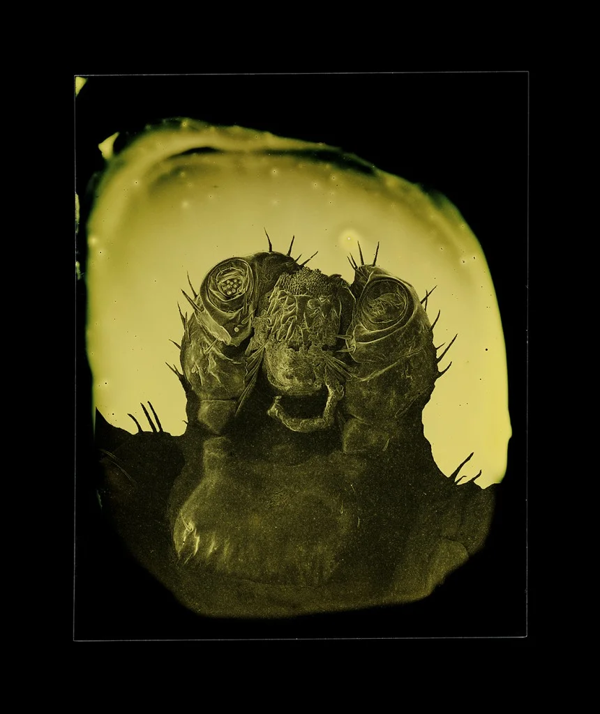 Ixodes scapularis