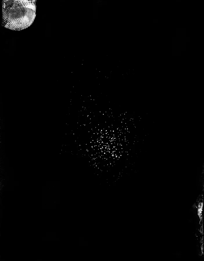 Bacteria Field #2
