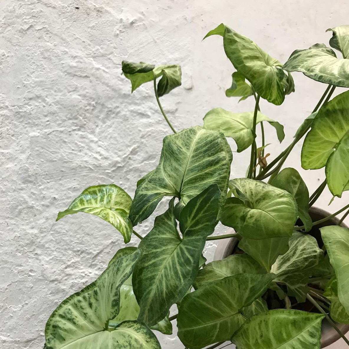 You can never have enough plants.