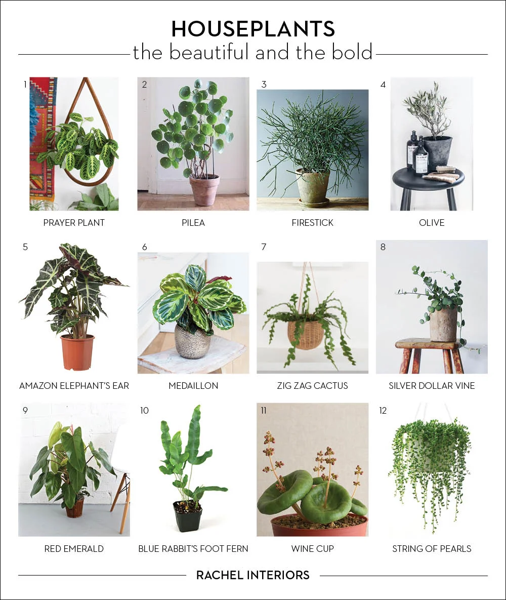 plants.jpg