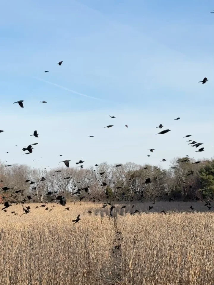 Grabbed coffee from the Amish market, drove around looking for a flock of starlings, and then followed them for about half an hour. Pure Saturday morning magic. 

#starlings #murmuration #murmurationchaser