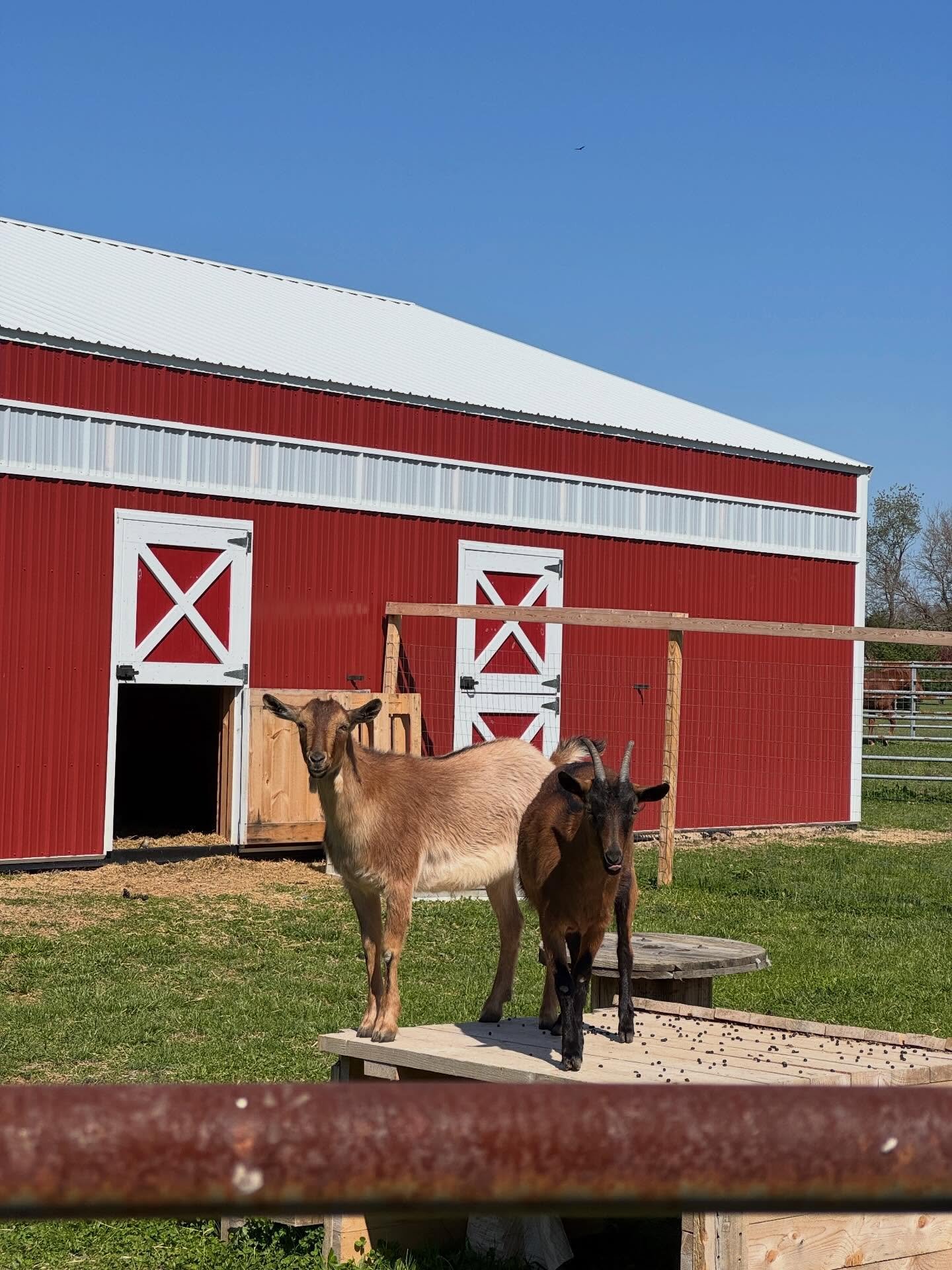 A beautiful, lovely Spring weekend with my parents. We got so much done in the yard. Riley and I visited @henrydollyandco. Grateful.🌷