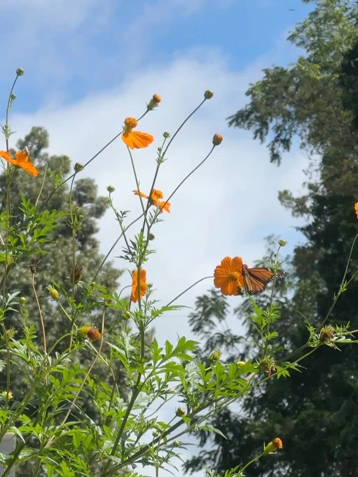 a walk back in time with the flower corner. so thankful for this little plot of earth and all the friends who visit.