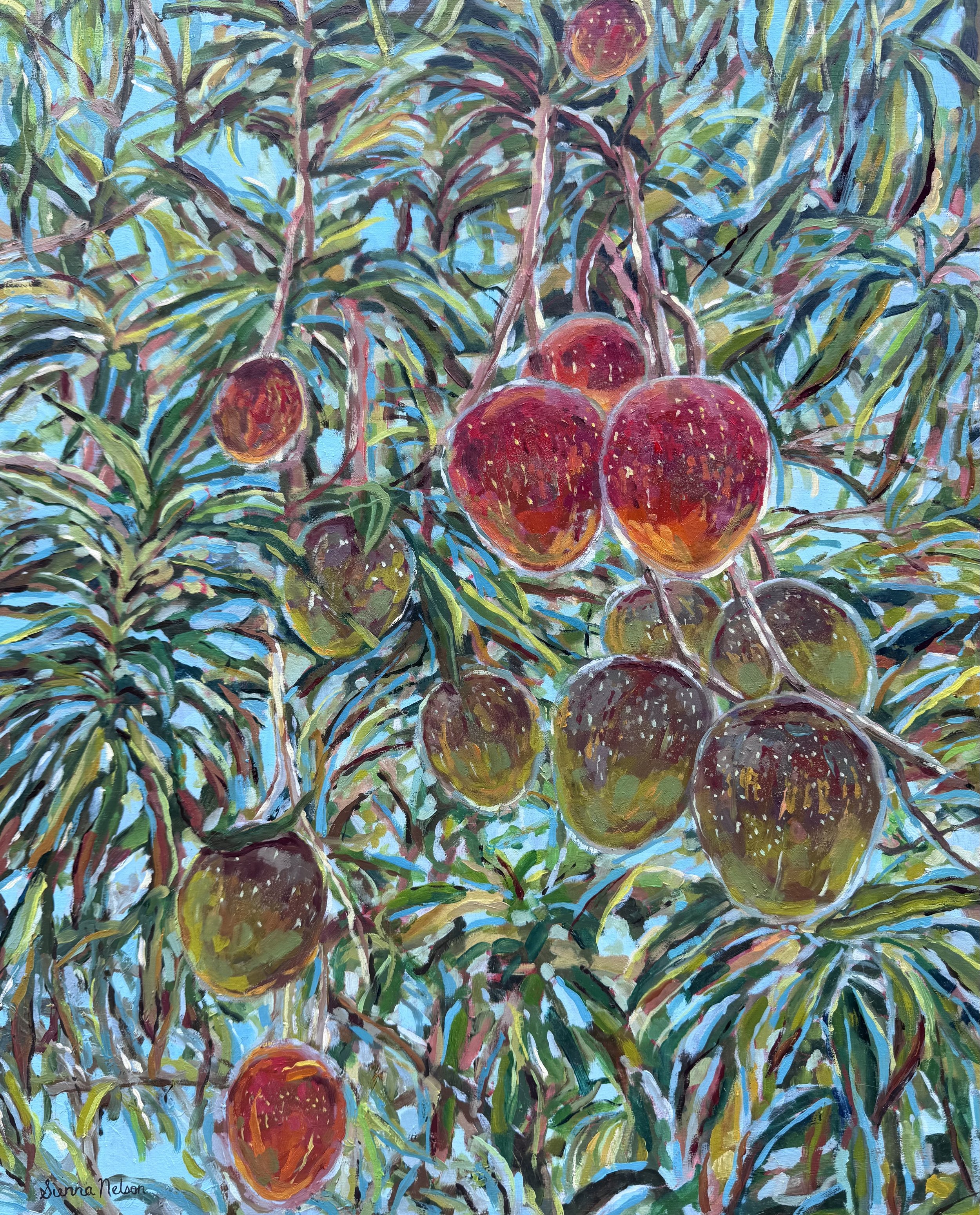 Mangoes in May 
