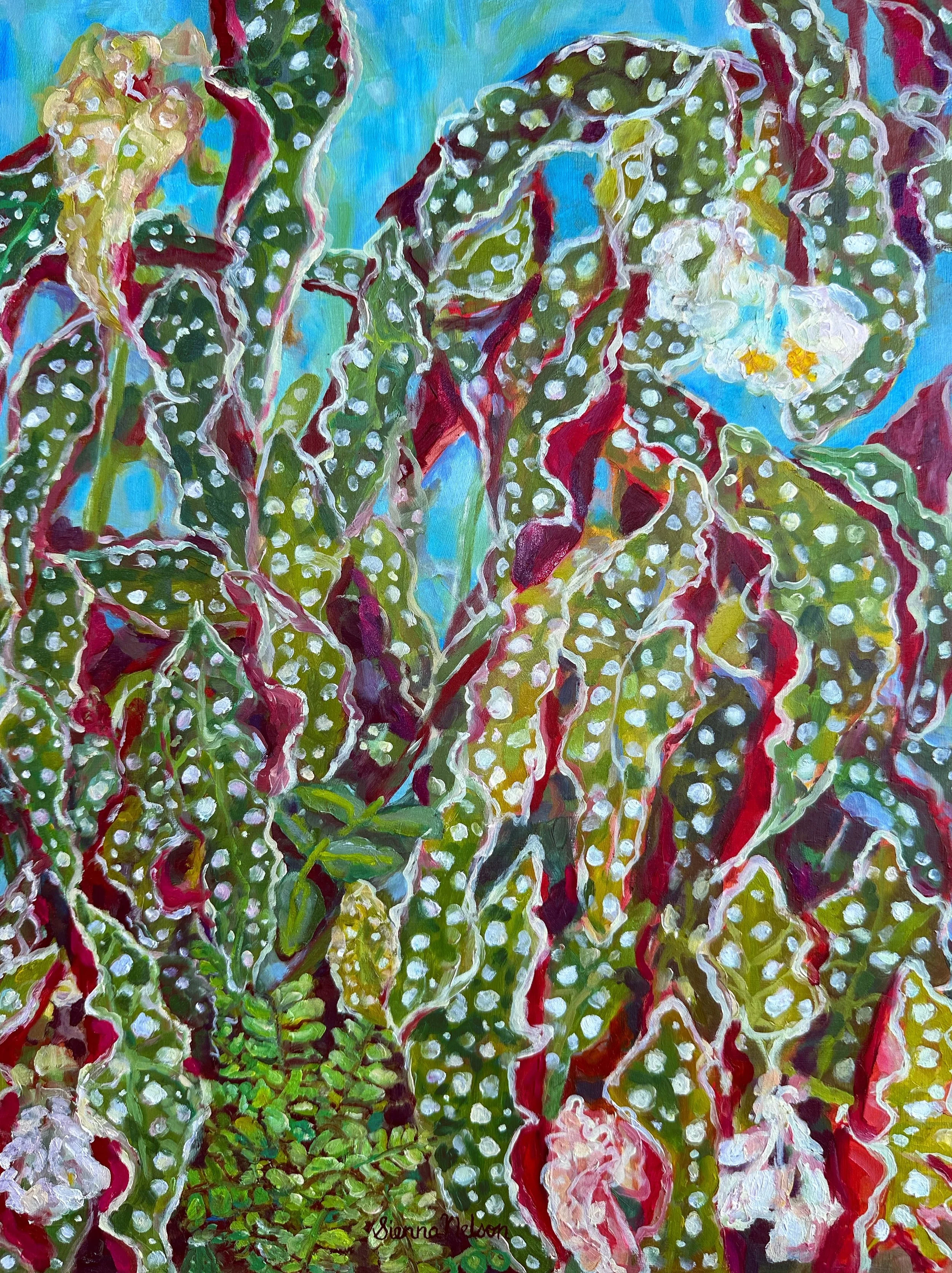 Polka Dot Begonia 